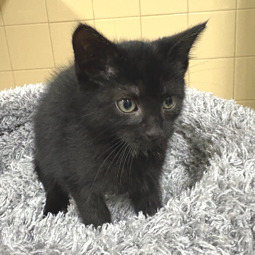 Forrest Domestic Shorthair Black None