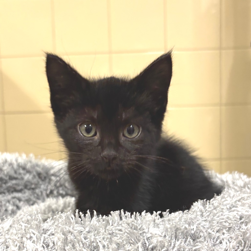 River Domestic Shorthair Black None