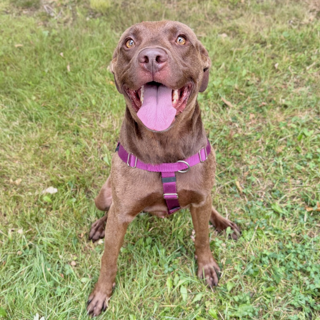 Ollie Retriever, Labrador/Mixed Breed (Large) Brown