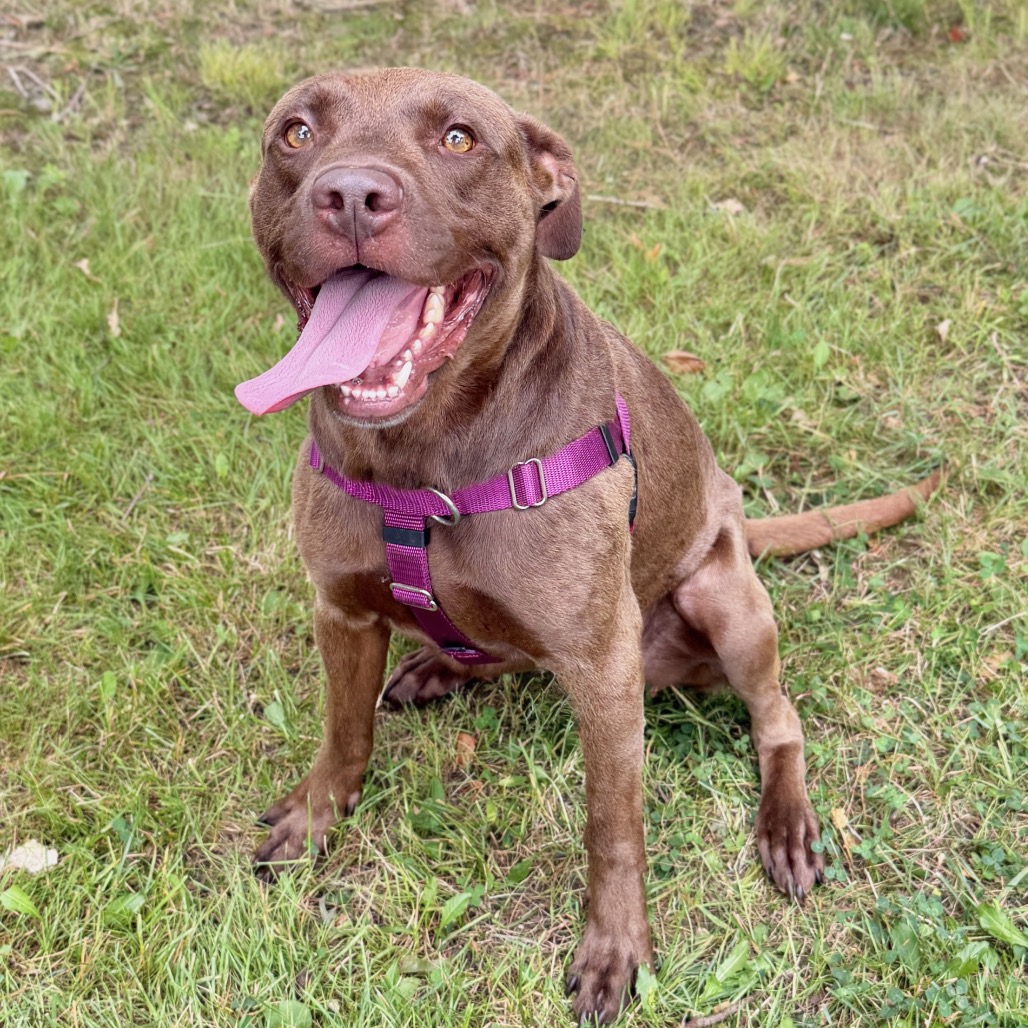 Ollie Retriever, Labrador/Mixed Breed (Large) Brown