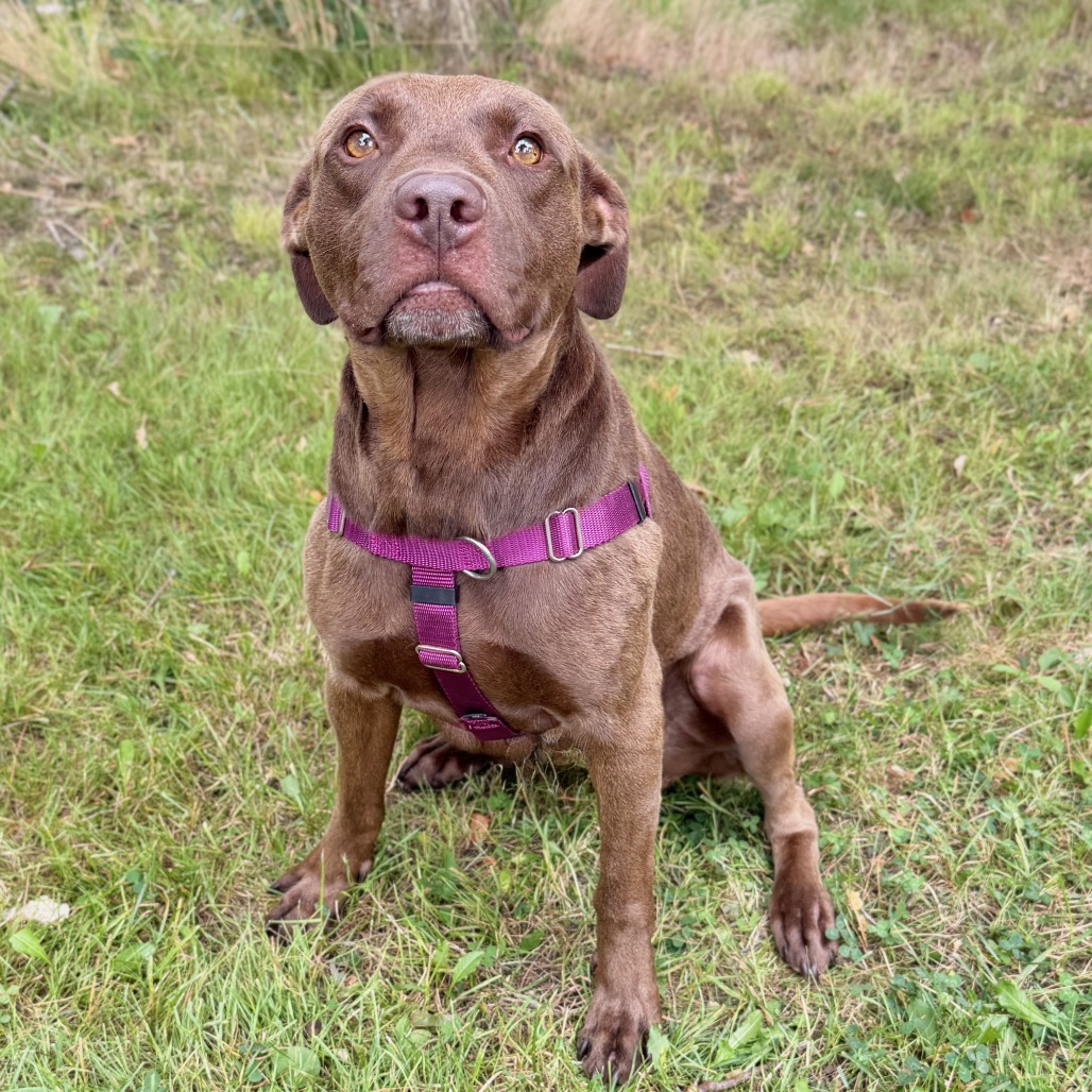 Ollie Retriever, Labrador/Mixed Breed (Large) Brown