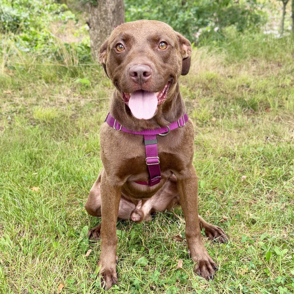 Ollie Retriever, Labrador/Mixed Breed (Large) Brown