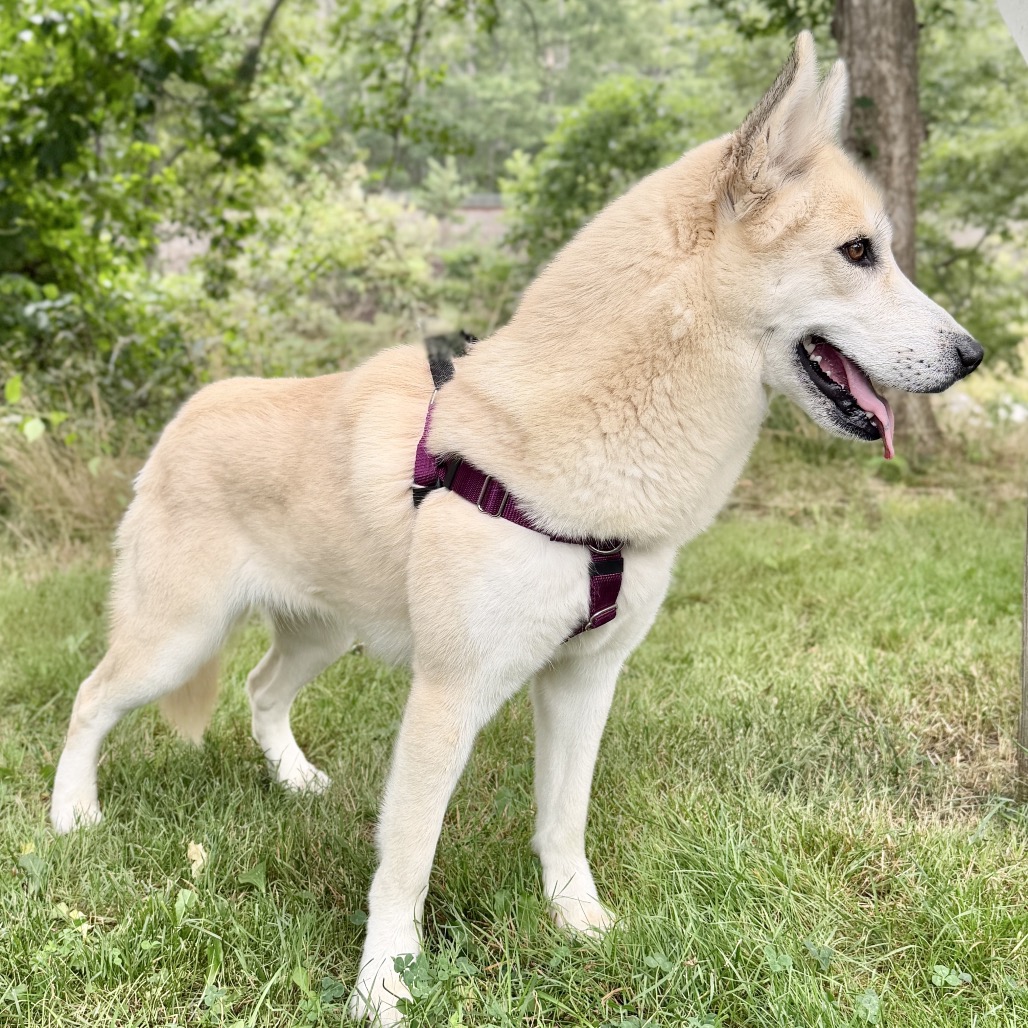 Hope Pyrenees, Great/Husky White