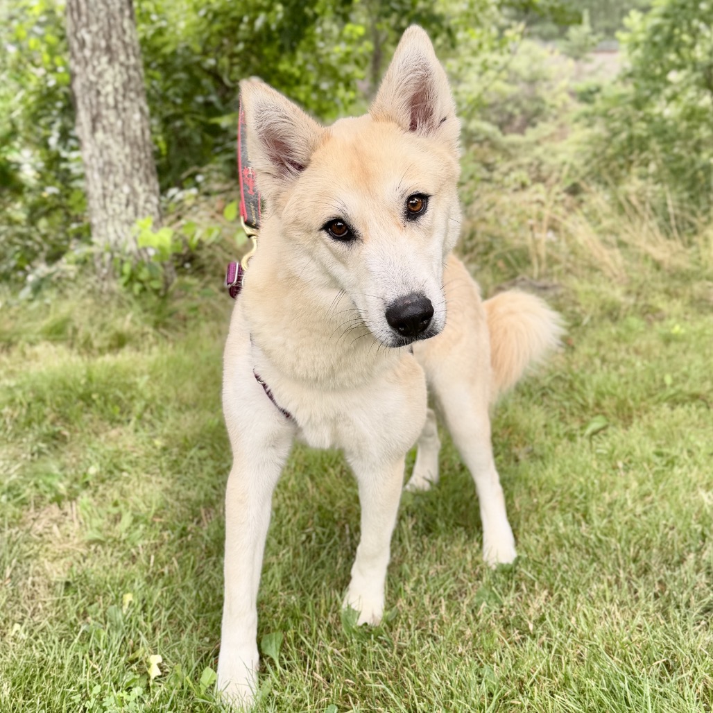 Hope Pyrenees, Great/Husky White