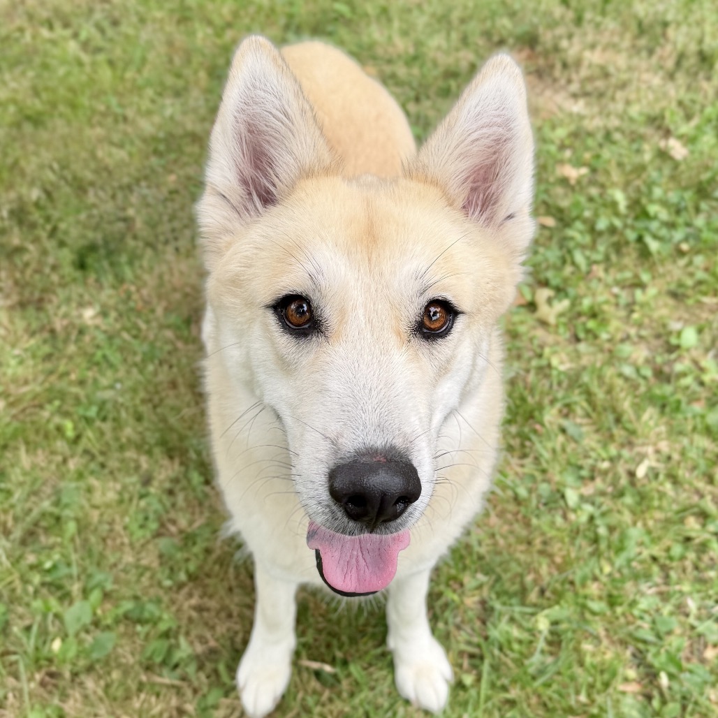 Hope Pyrenees, Great/Husky White