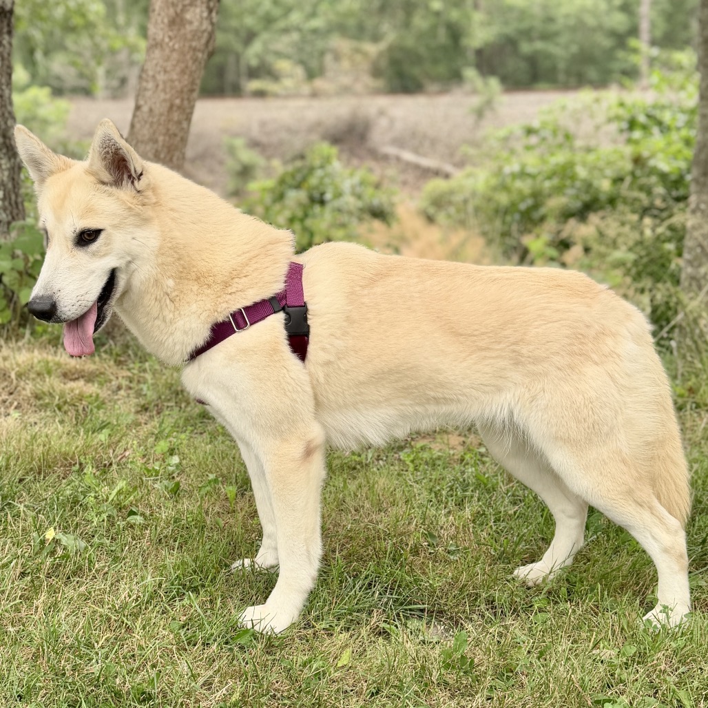 Hope Pyrenees, Great/Husky White