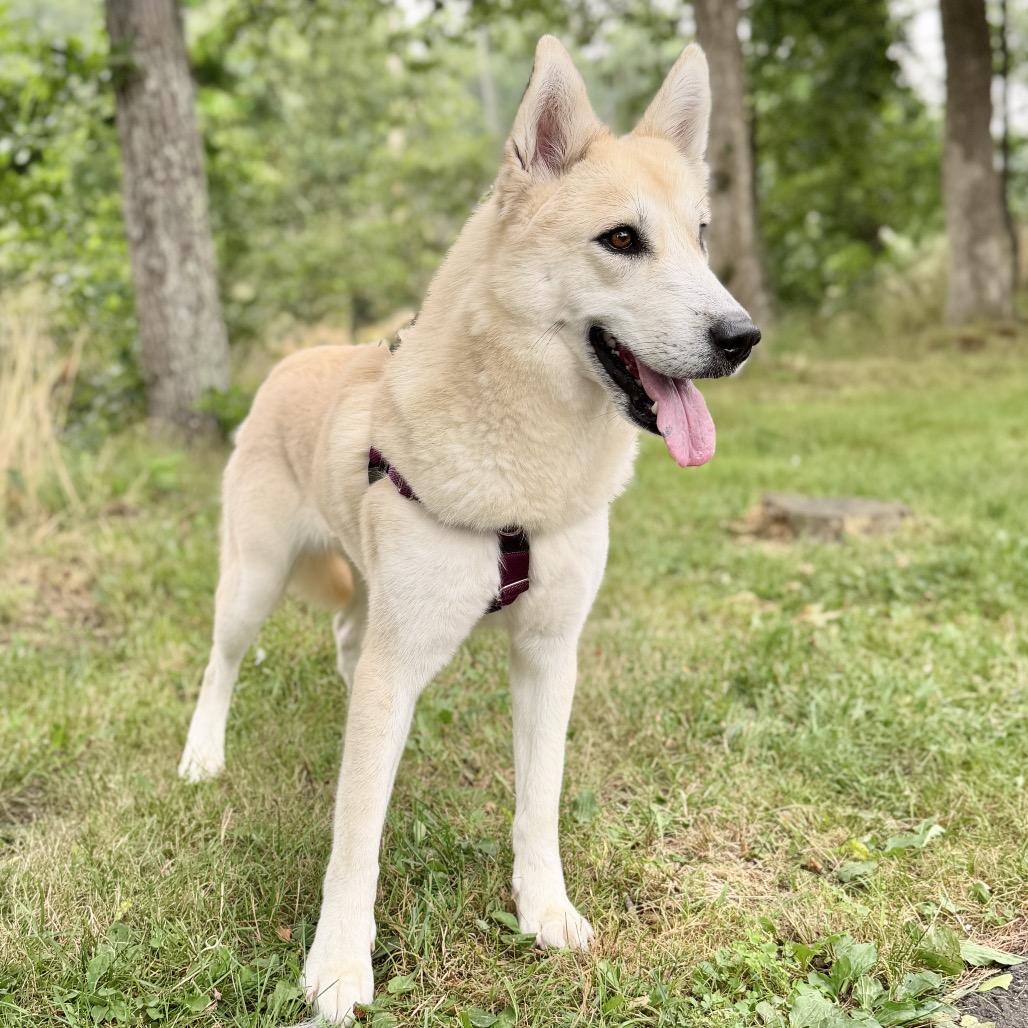 Hope Pyrenees, Great/Husky White