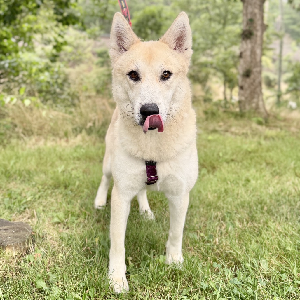 Hope Pyrenees, Great/Husky White