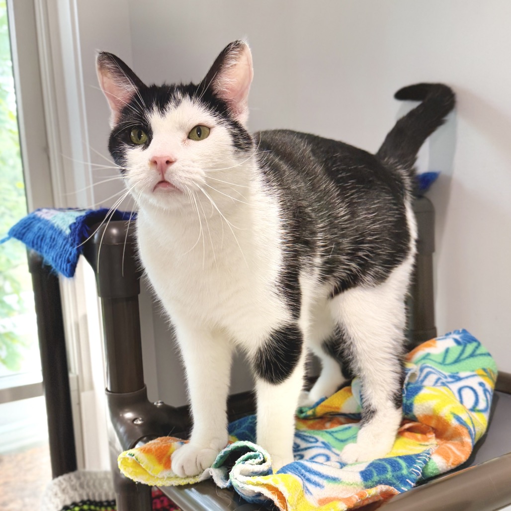 Solo Domestic Shorthair Black