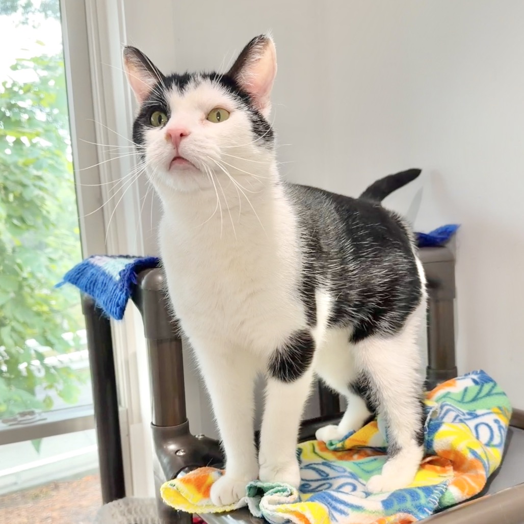 Solo Domestic Shorthair Black