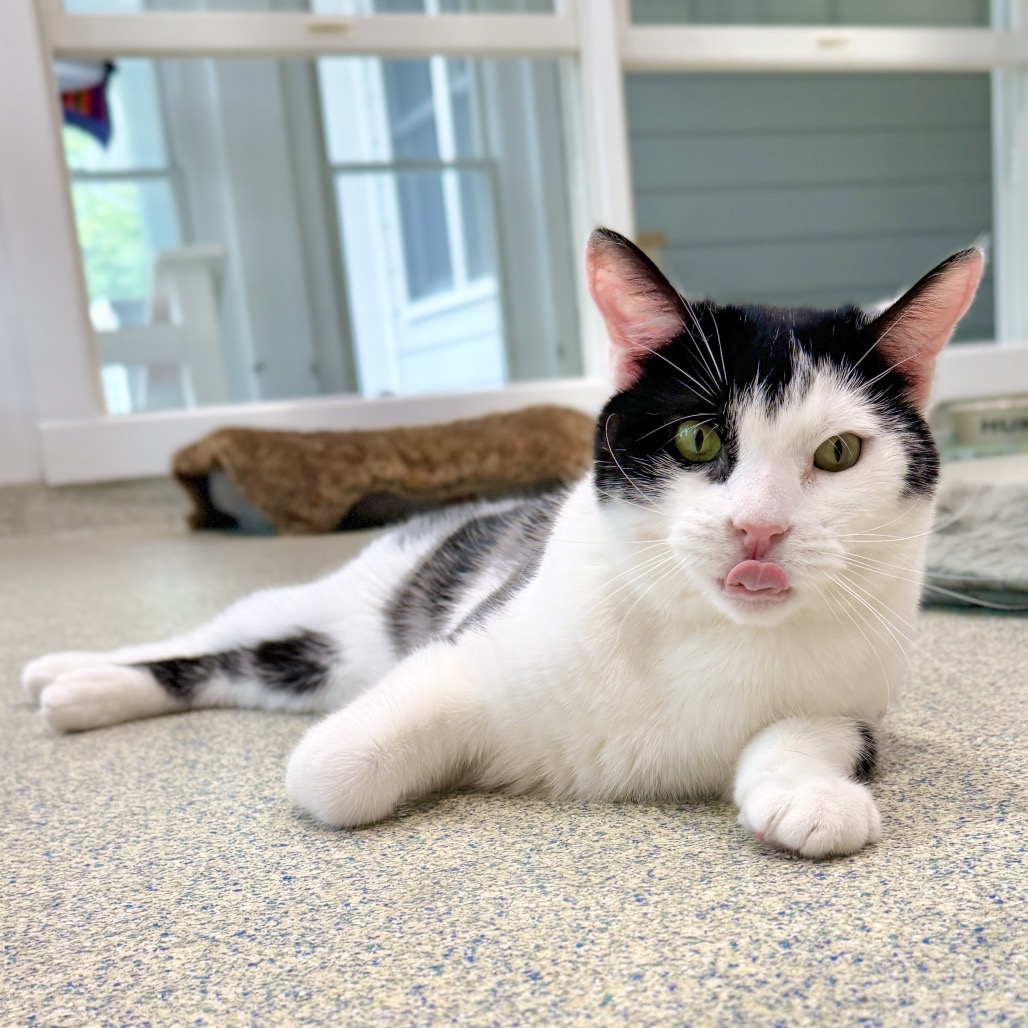 Solo Domestic Shorthair Black