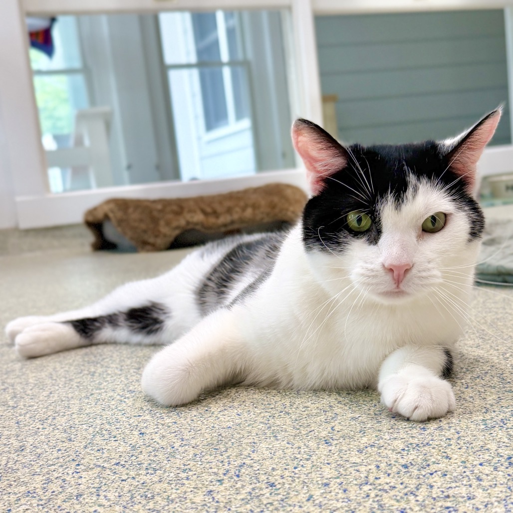 Solo Domestic Shorthair Black