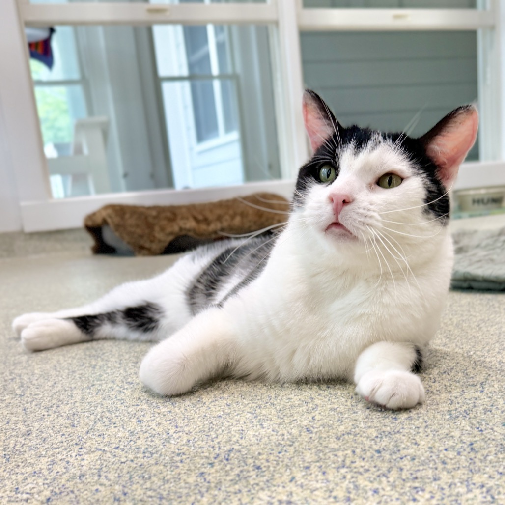 Solo Domestic Shorthair Black