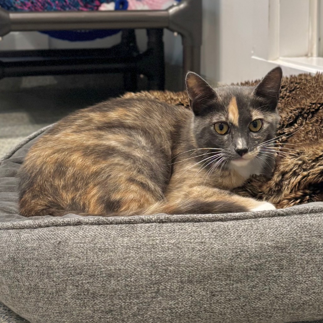 Maybach Domestic Shorthair Grey/Calico None