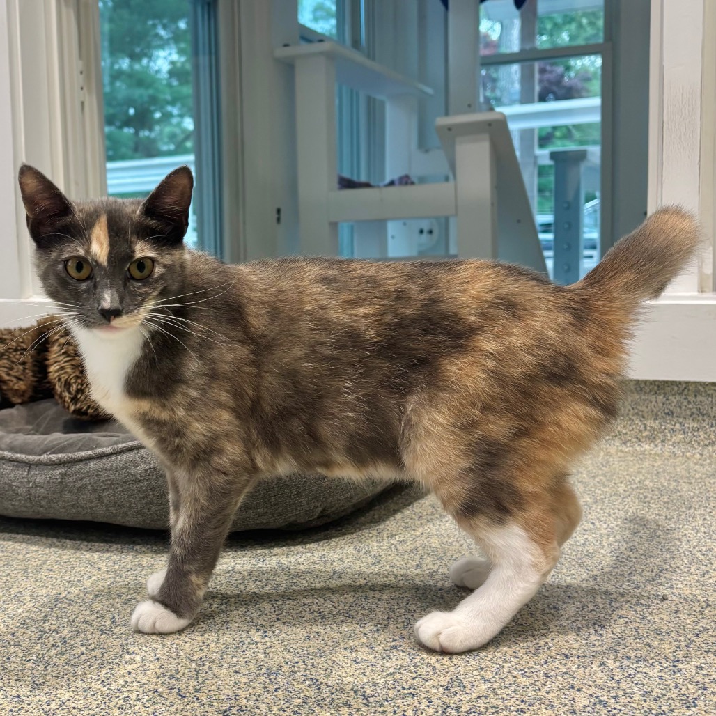 Maybach Domestic Shorthair Grey/Calico None
