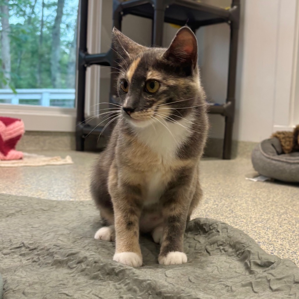 Maybach Domestic Shorthair Grey/Calico None