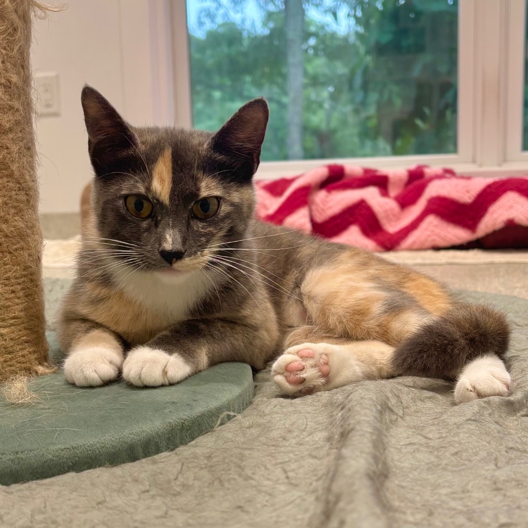 Maybach Domestic Shorthair Grey/Calico None