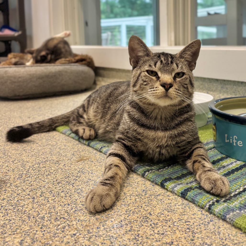 Fika Domestic Shorthair Brown Tabby