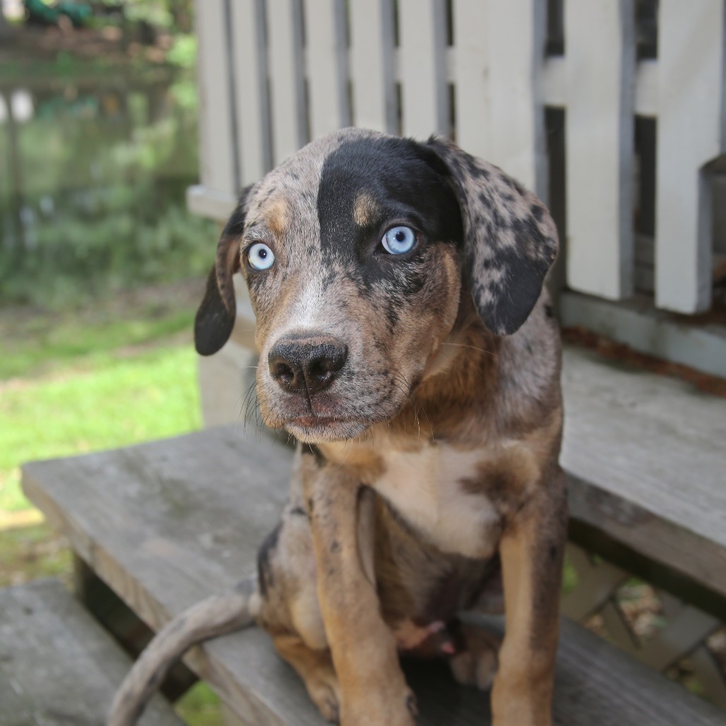 Timbo Catahoula Leopard Dog Grey Spotted