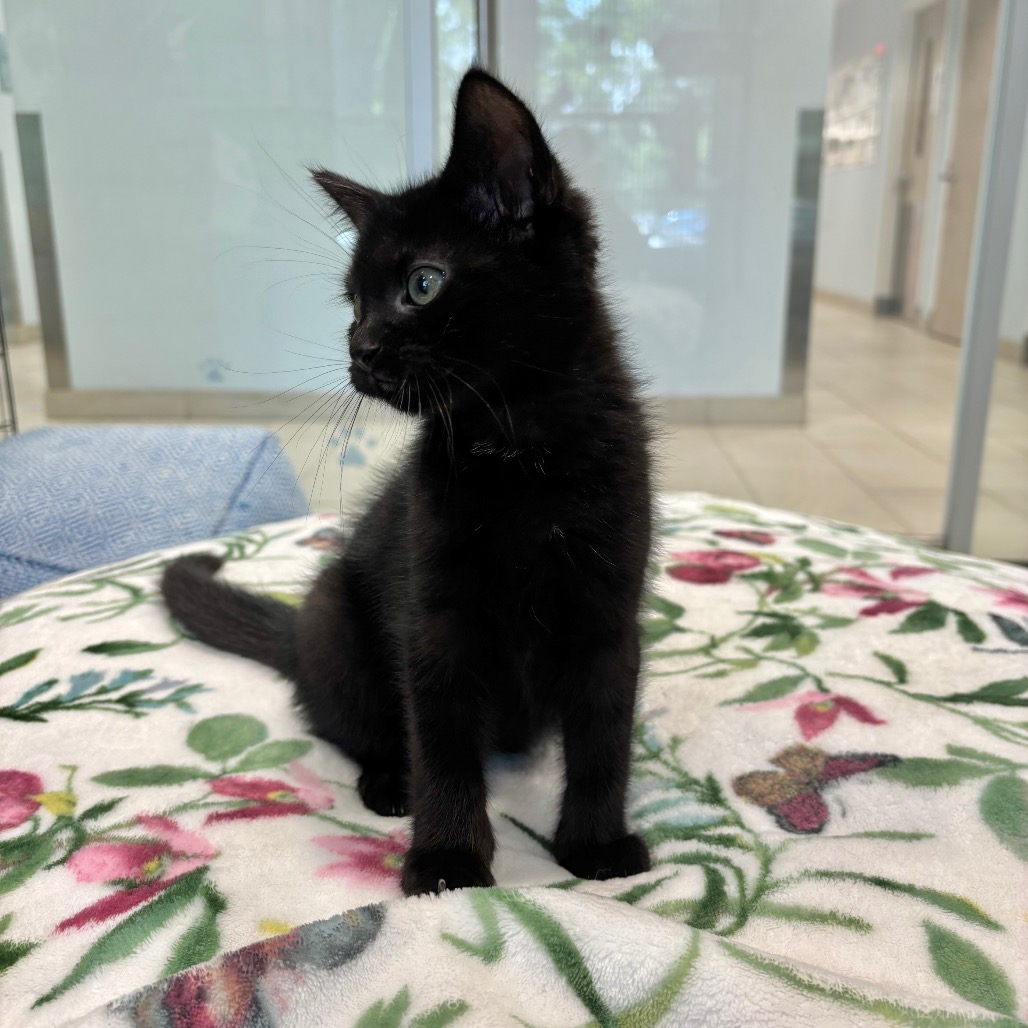 Forrest Domestic Shorthair Black None