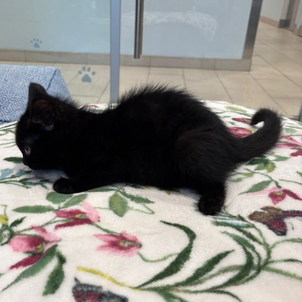 Forrest Domestic Shorthair Black None