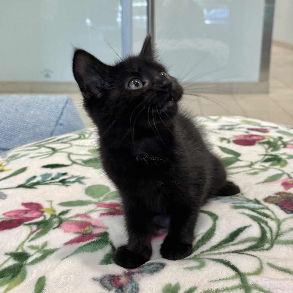 Forrest Domestic Shorthair Black None