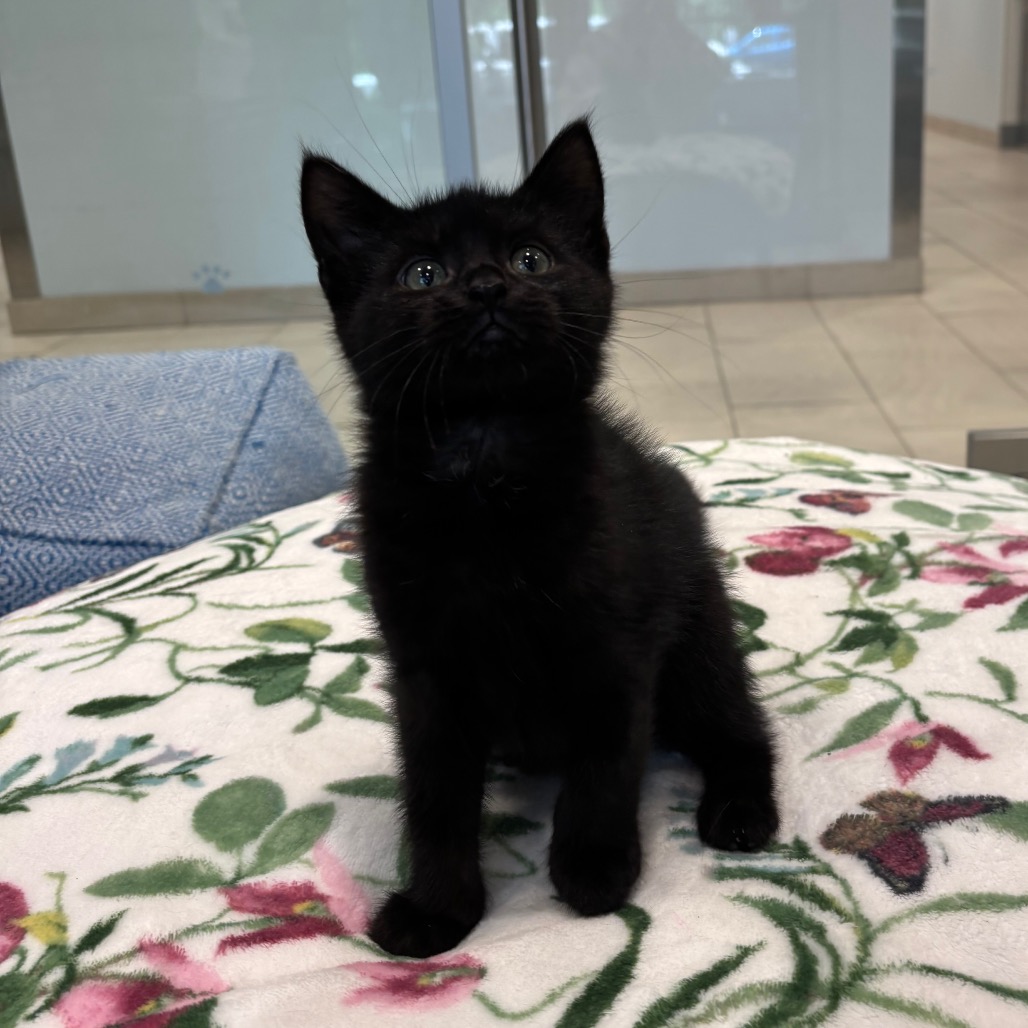 Forrest Domestic Shorthair Black None