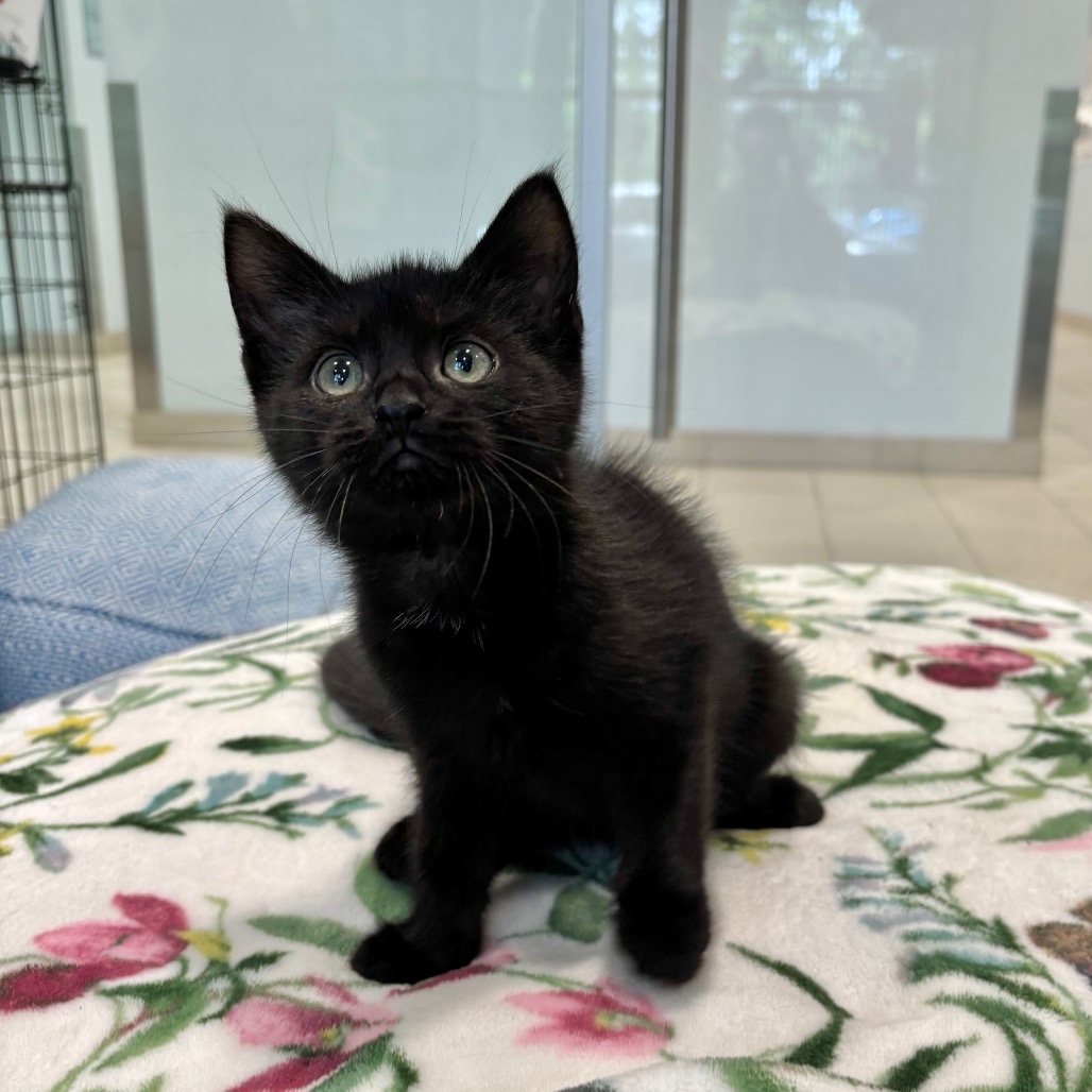 Forrest Domestic Shorthair Black None
