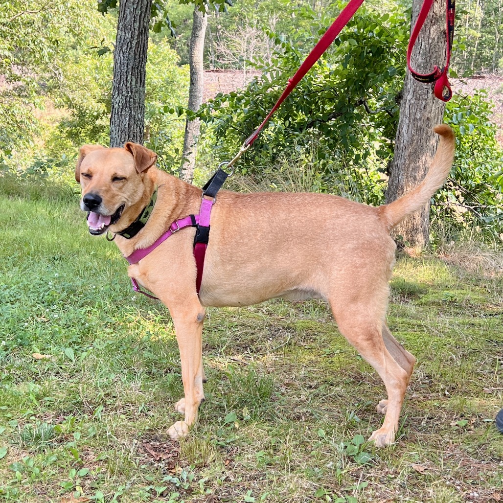 Scooter Retriever, Labrador Yellow