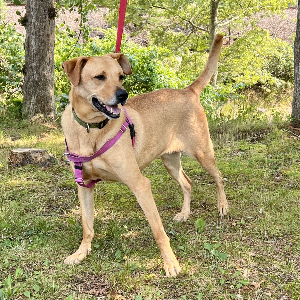 Scooter Retriever, Labrador Yellow