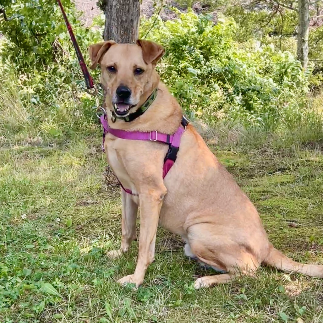Scooter Retriever, Labrador Yellow