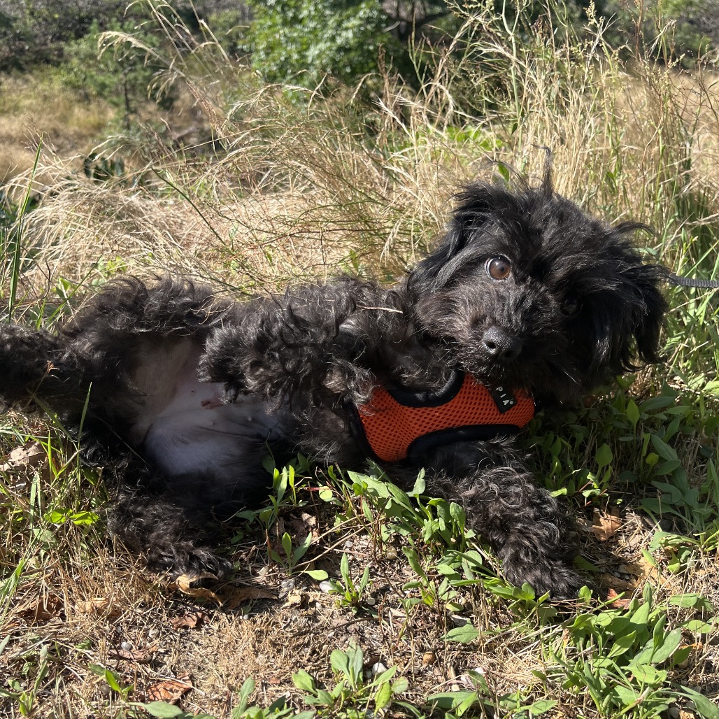 Daltei Poodle, Miniature Black