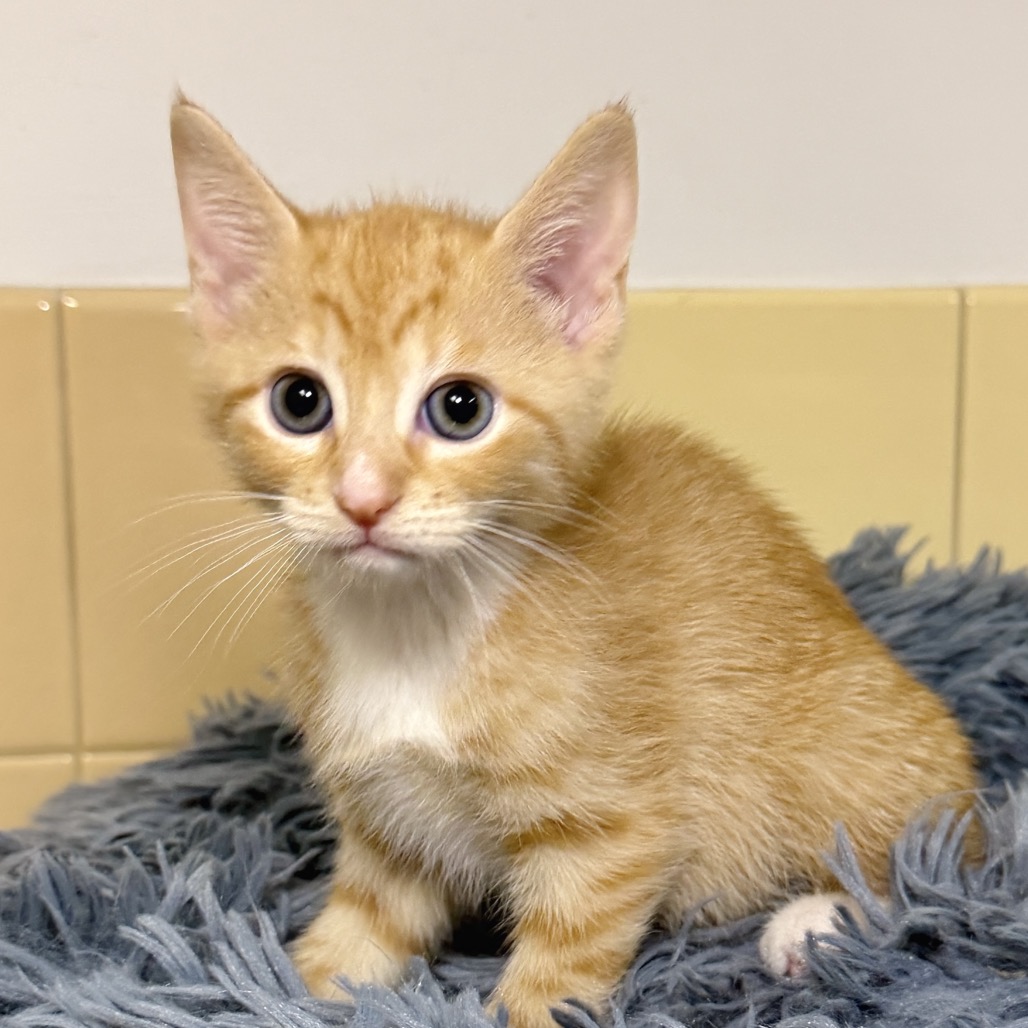 Sport Domestic Shorthair Orange/White None