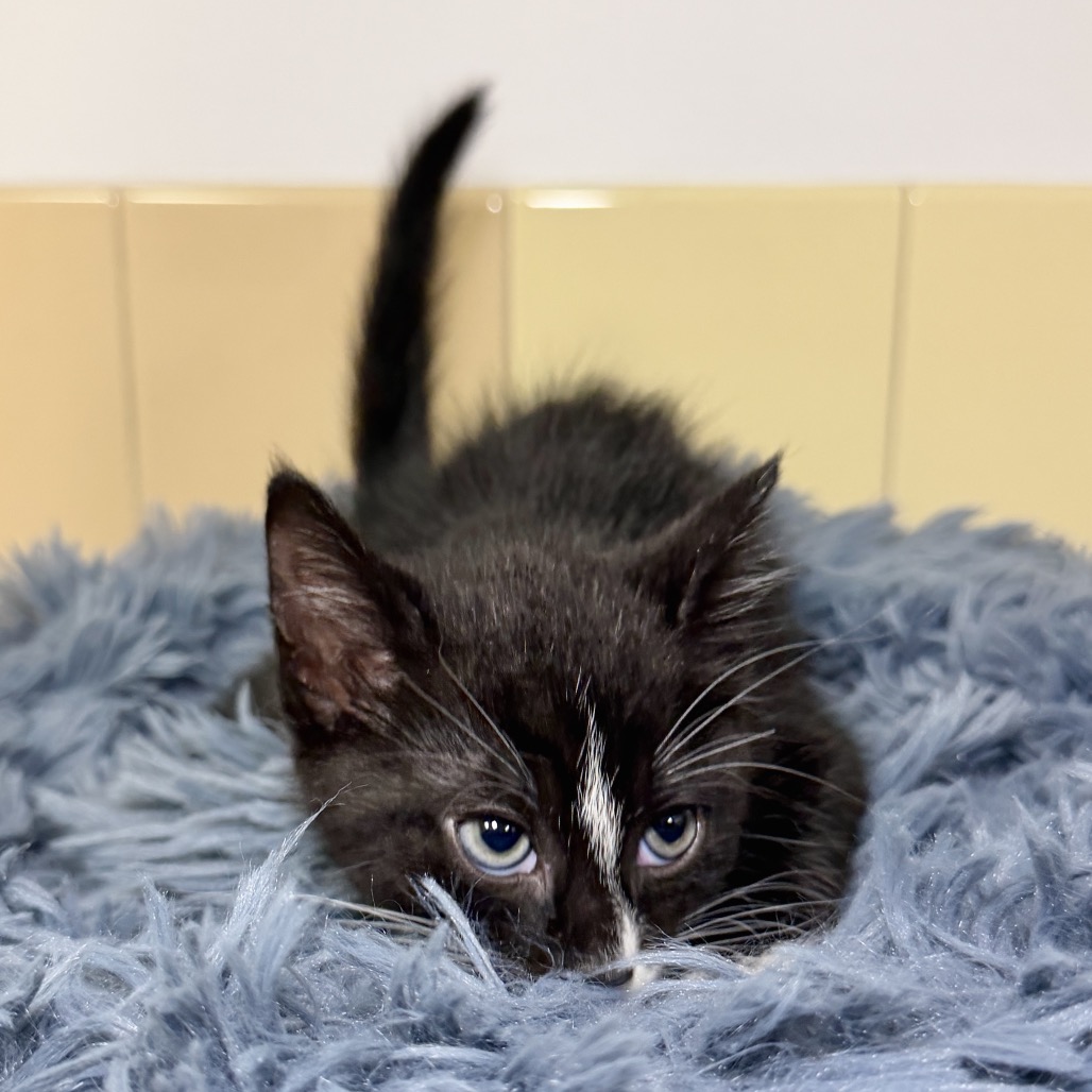 Mercedes Domestic Shorthair Black Tortie