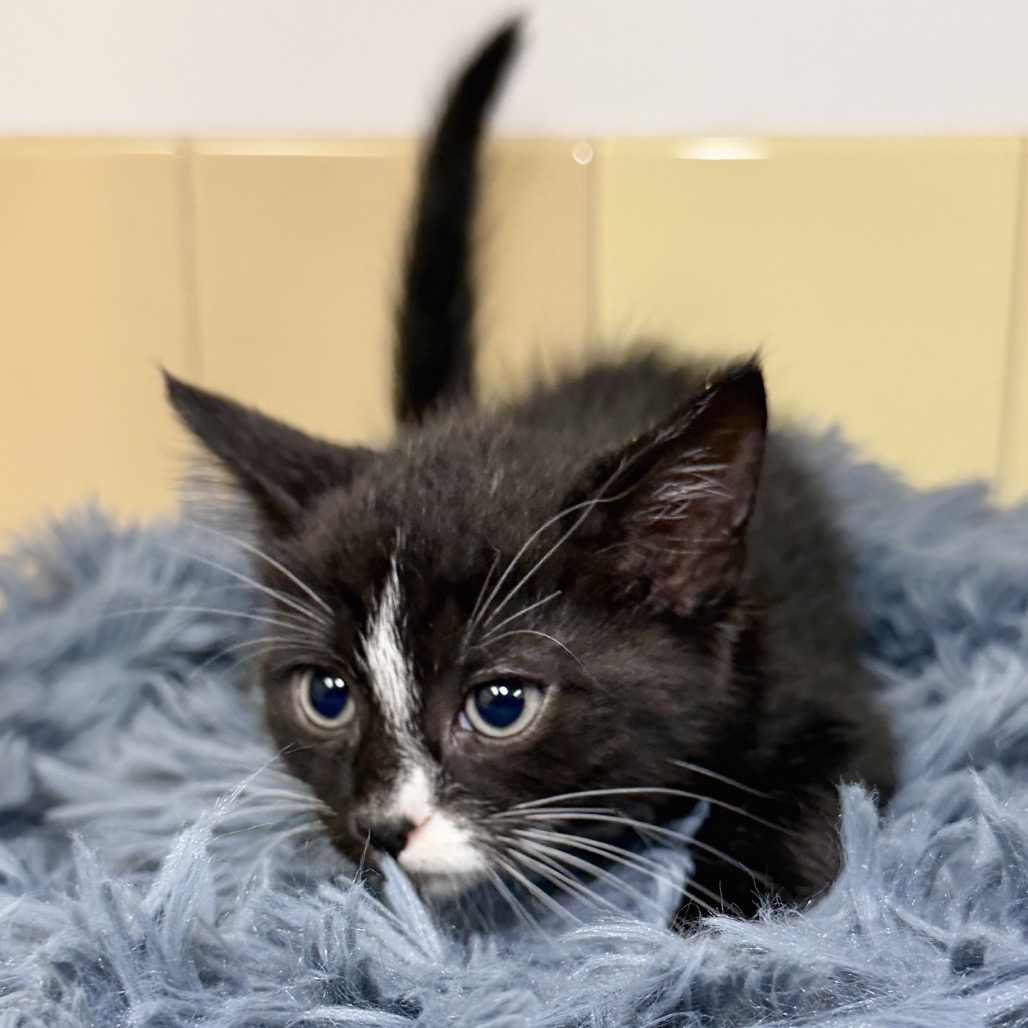 Mercedes Domestic Shorthair Black Tortie