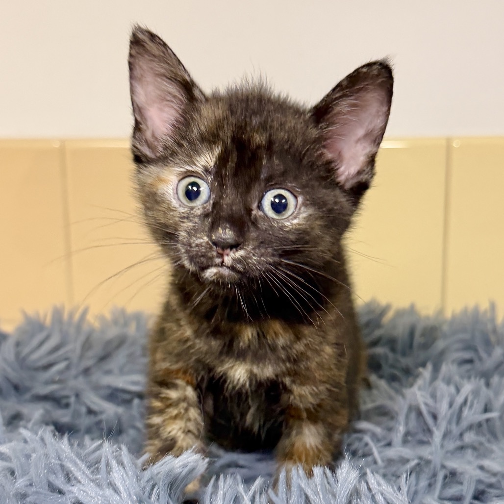 Burns Domestic Shorthair Black/Brown None
