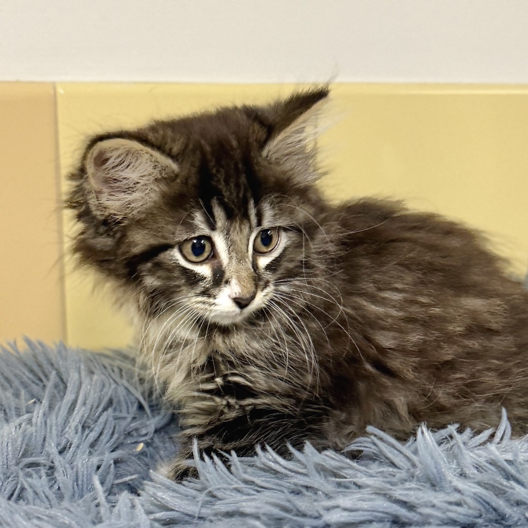 Scallop Domestic Shorthair Black/Grey Tabby