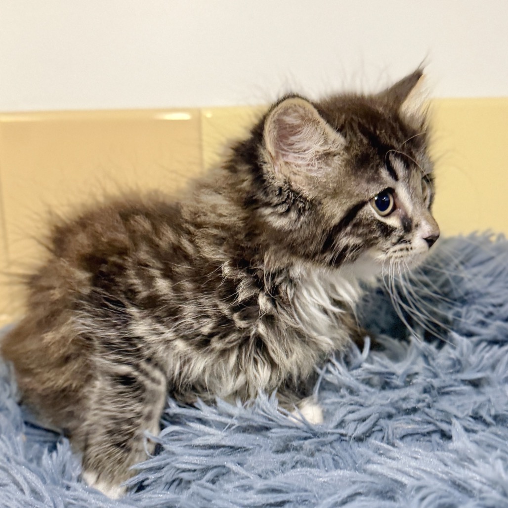Scallop Domestic Shorthair Black/Grey Tabby