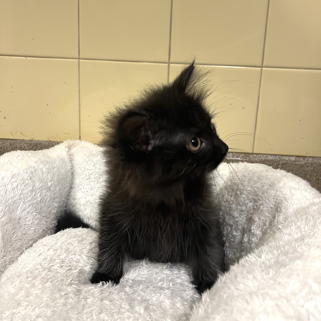 Petal Domestic Longhair Black None