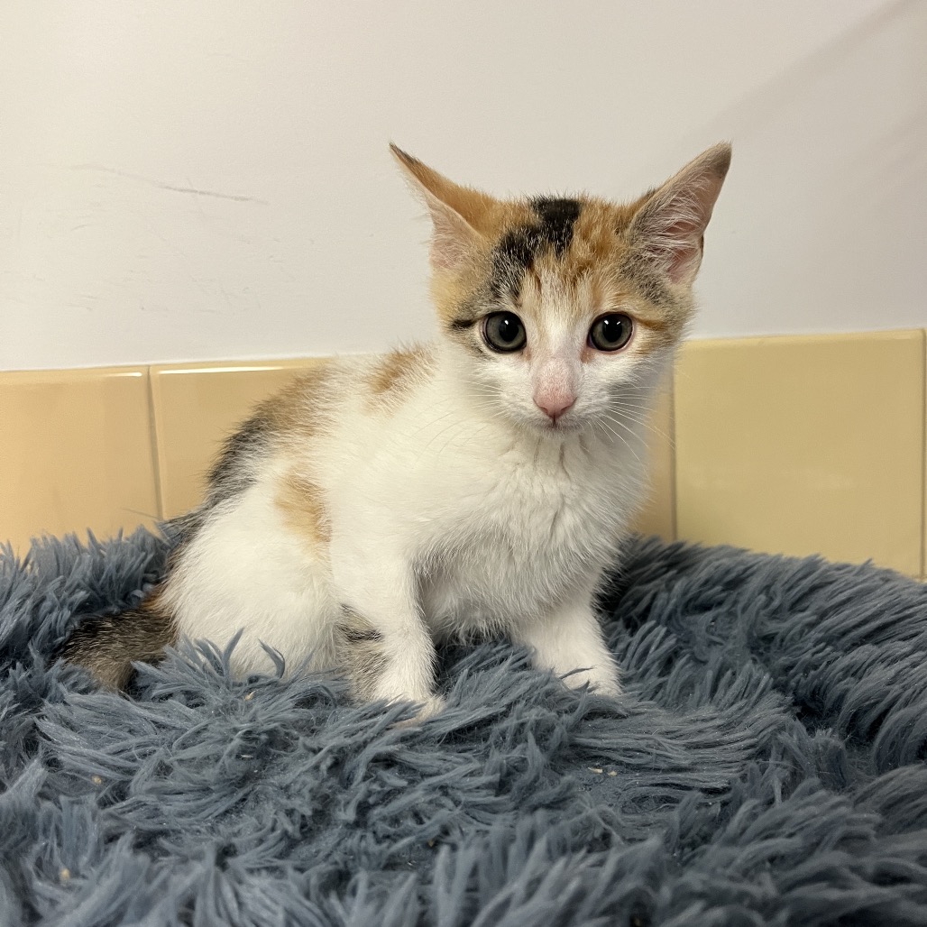Ella