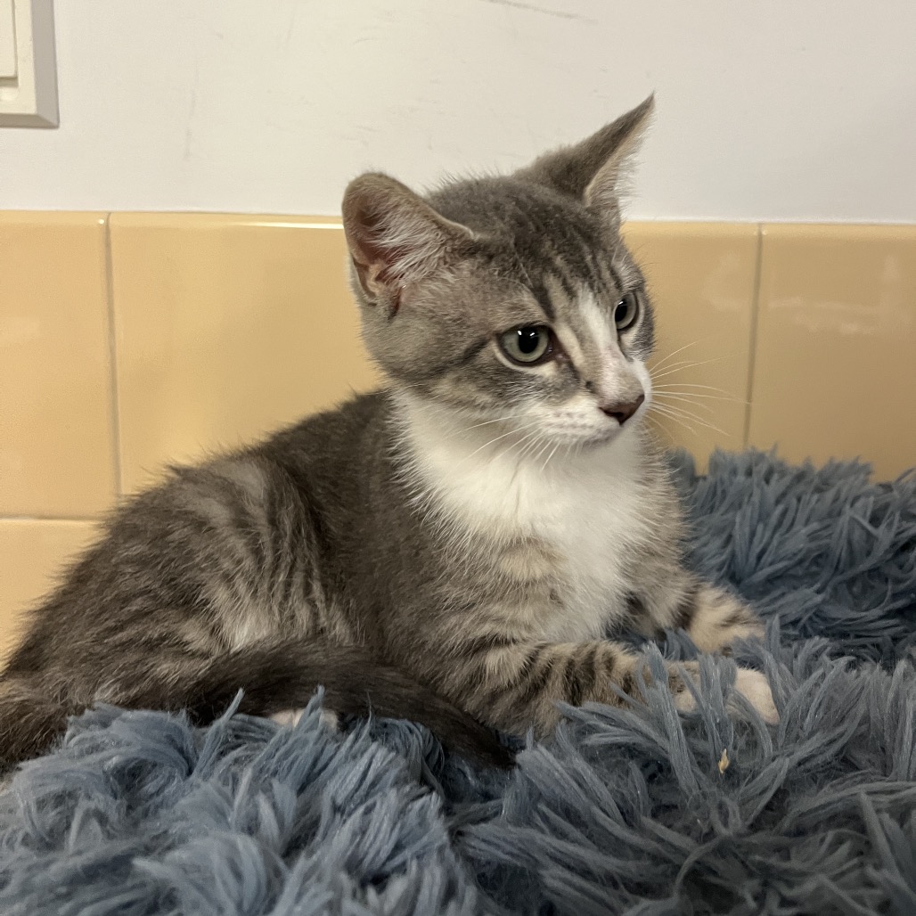 Diver Domestic Shorthair Grey/White None