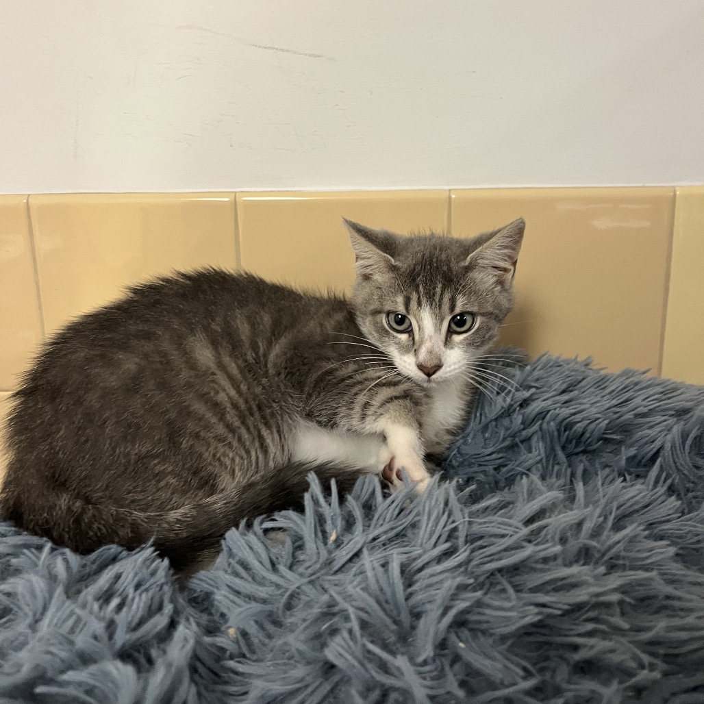 Diver Domestic Shorthair Grey/White None