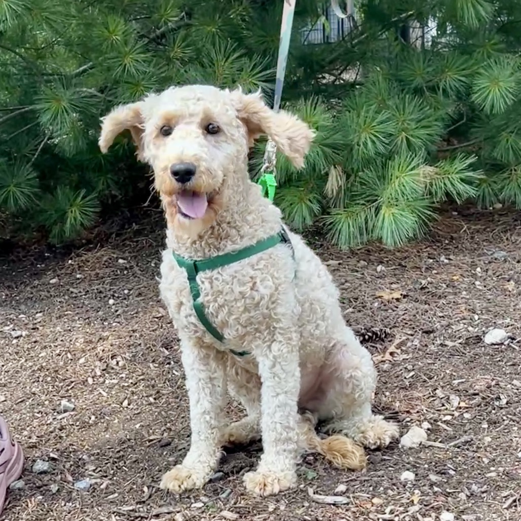 Felix Retriever, Golden/Poodle Yellow