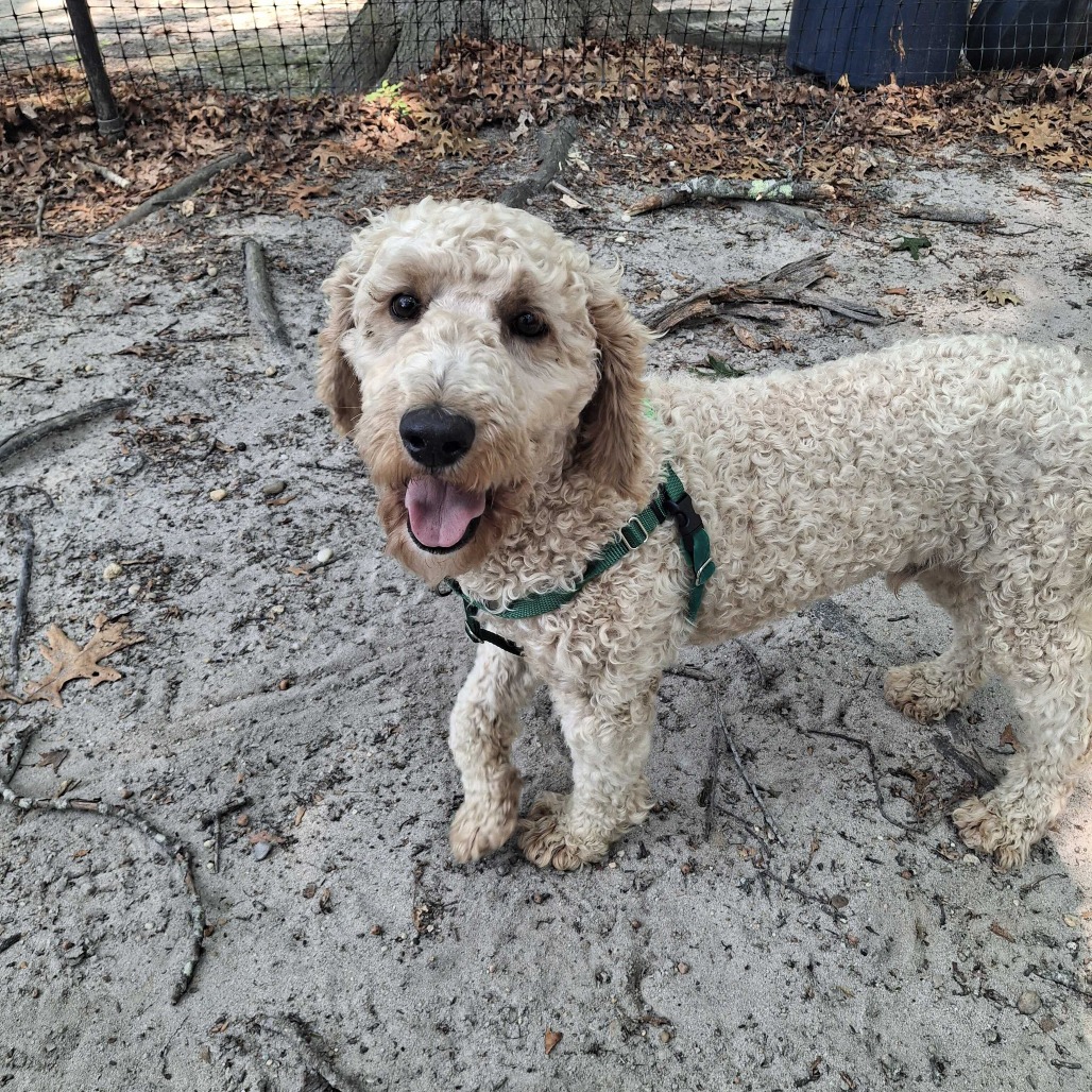 Felix Retriever, Golden/Poodle Yellow 