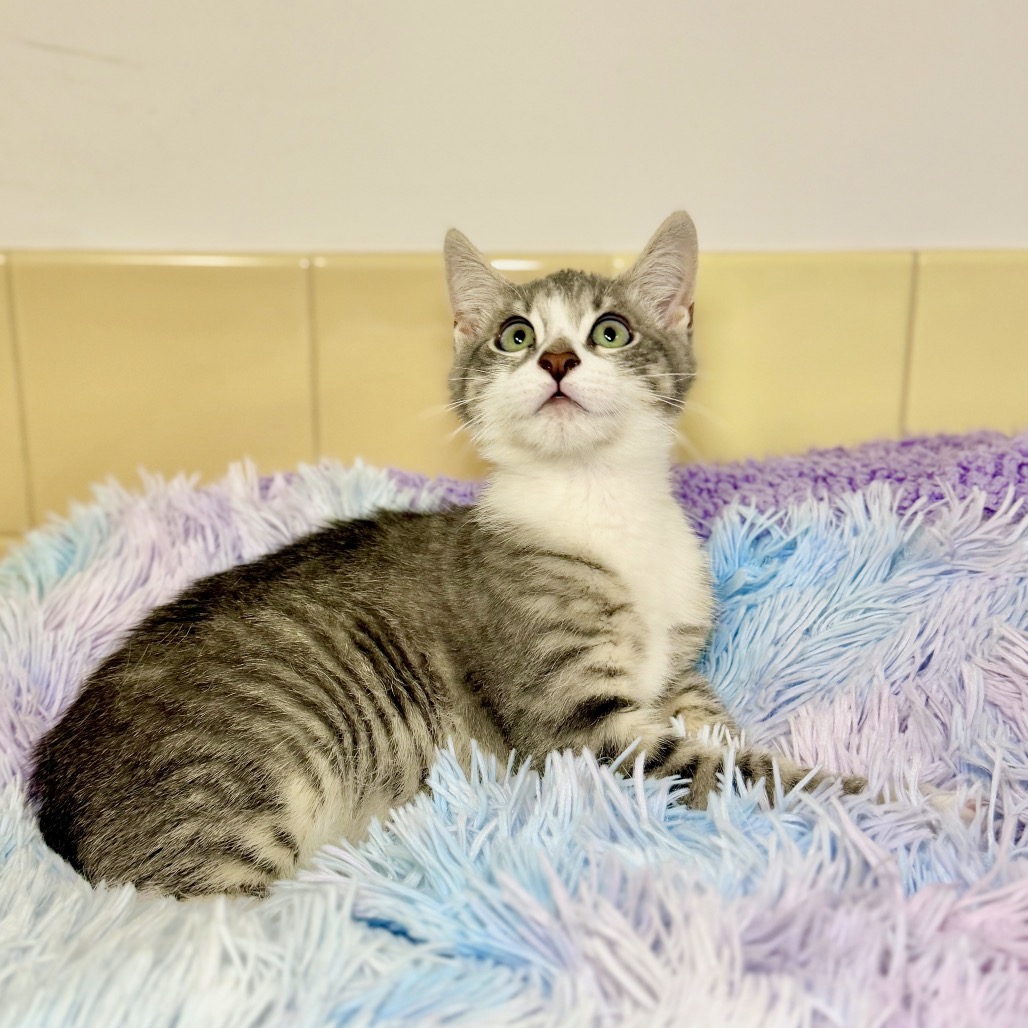 Diver Domestic Shorthair Grey/White None