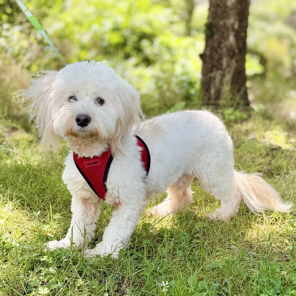 Tang Tang Poodle, Miniature/Mixed Breed (Small) White