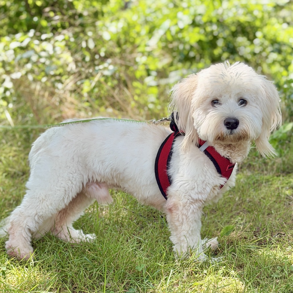 Tang Tang Poodle, Miniature/Mixed Breed (Small) White