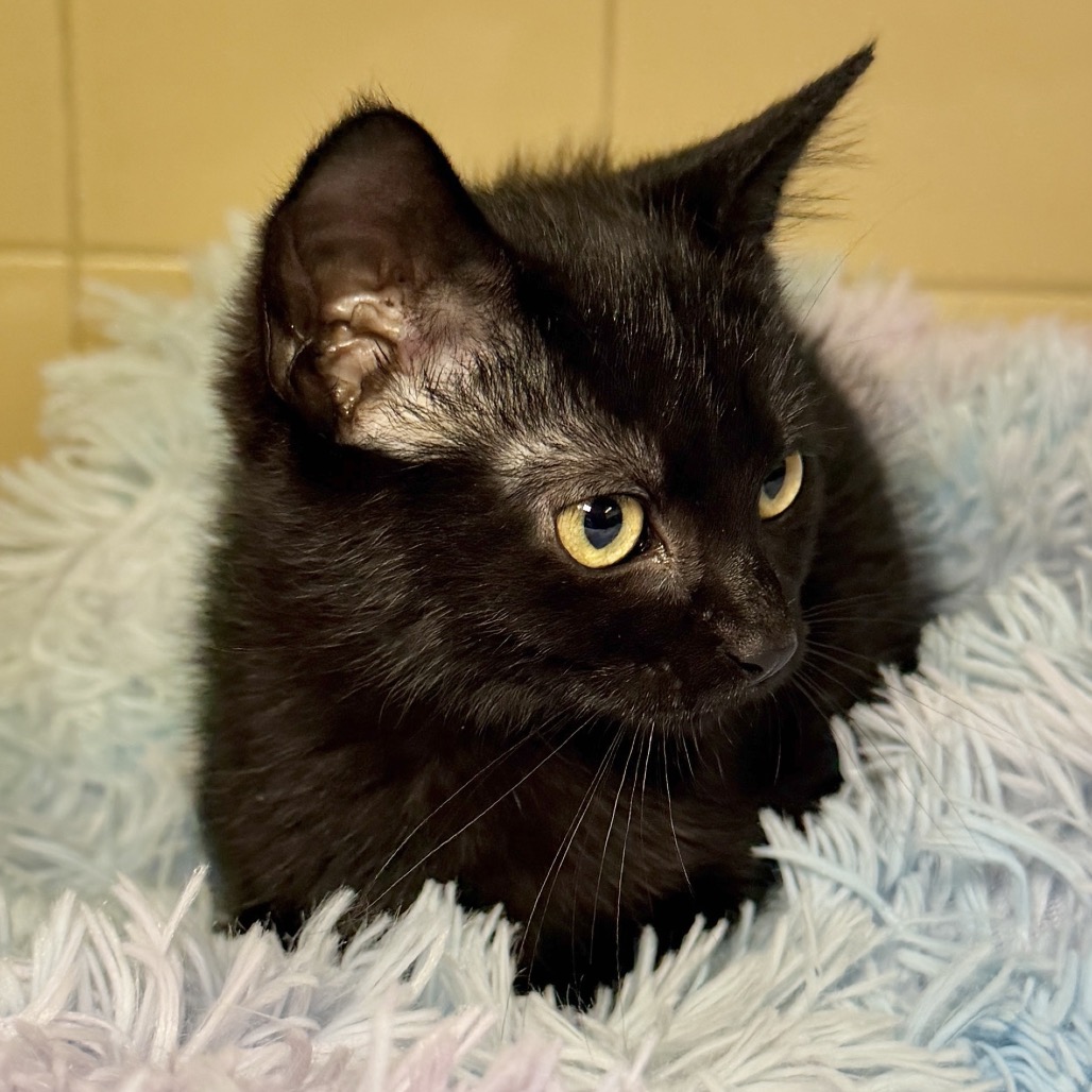 Lilac Domestic Longhair Black None