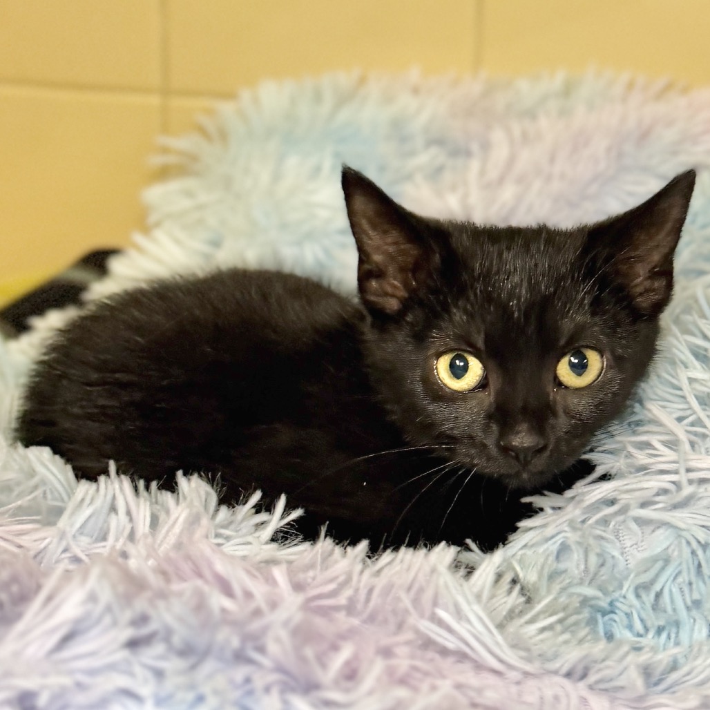 Lilac Domestic Longhair Black None