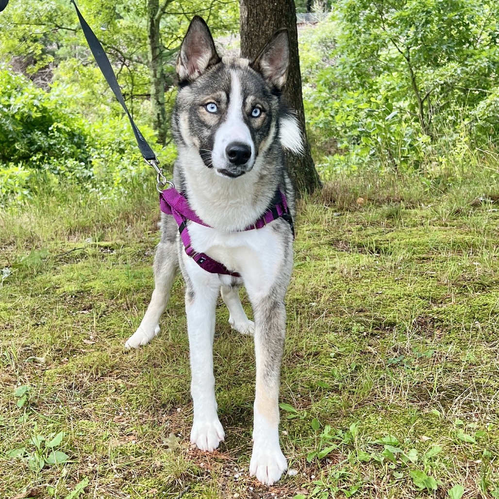 Rex Husky Grey